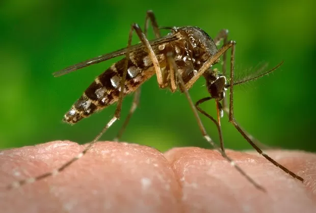 Síndrome associada ao vírus Zika atingiu mais de 500 pessoas no Maranhão
