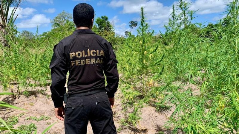 PF destrói quase 15 mil pés de maconha em Centro Novo do Maranhão