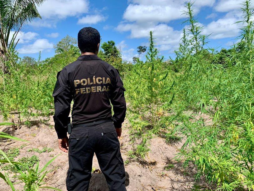 PF destrói quase 15 mil pés de maconha em Centro Novo do Maranhão
