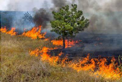 Corpo de Bombeiros já combateu 149 incêndios em vegetação na Grande Ilha de São Luís em 2023