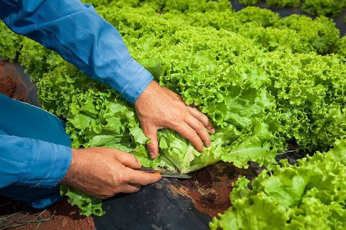 Produtores da Zona Rural de São Luís participam da Primeira Rodada de Negócios da Abrasel 2024