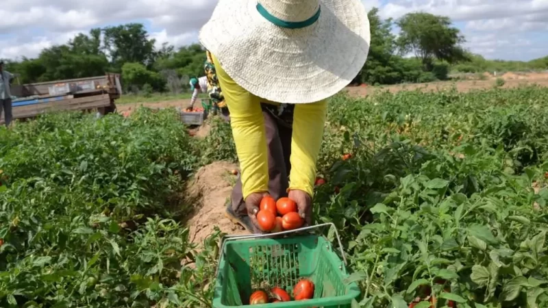 Edital de Programa de Aquisição de Alimentos para povos indígenas vai ser lançado em abril