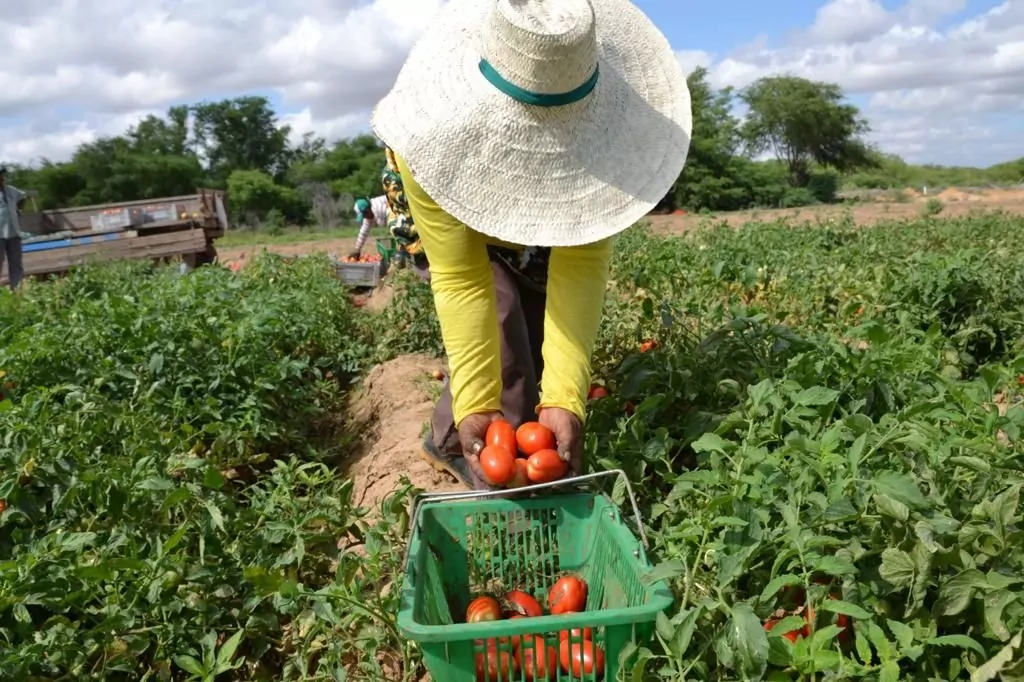 Super Feira da Agricultura Familiar acontece nesta quarta-feira, em São Luís