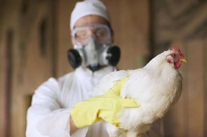 Maranhão reforça vigilância em aves após suspeita de gripe aviária no Tocantins e Ceará