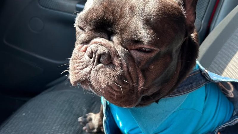 Bulldog francês viraliza nas redes e conquista passageiros de app