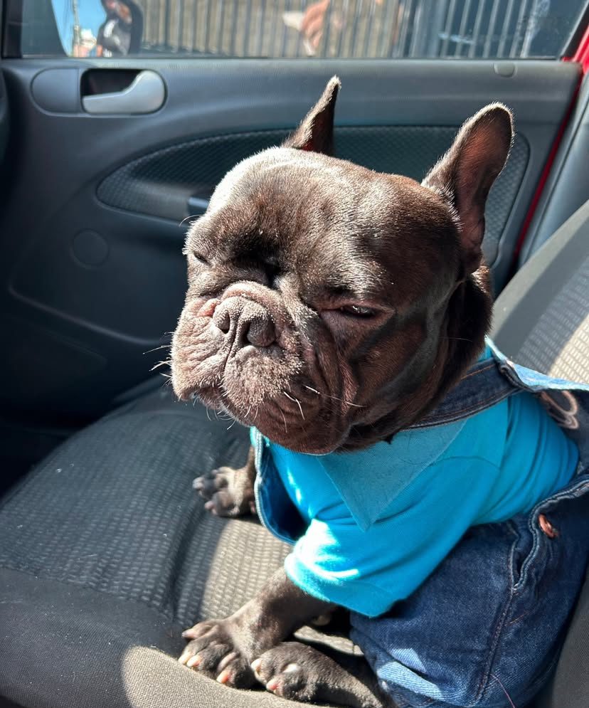 Bulldog francês viraliza nas redes e conquista passageiros de app