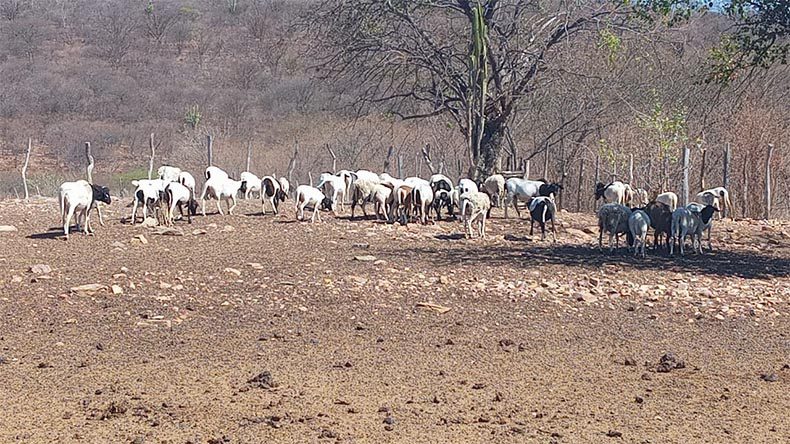 Laboratórios investigam mortes misteriosas de mais de 200 animais no Maranhão e Piauí
