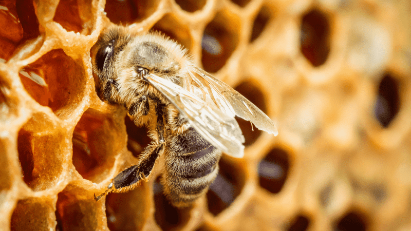 Santa Luzia do Paruá é destaque nacional em produção de mel