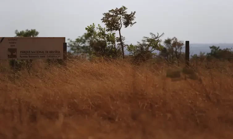 MATOPIBA perdeu 15,7 milhões de hectares de vegetação nativa em 40 anos
