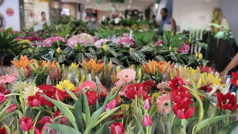Rio Anil Shopping recebe festival Flores de Holambra até domingo (05)