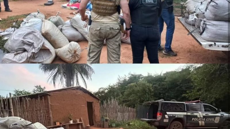 Polícia apreende quase duas toneladas de maconha em Grajaú